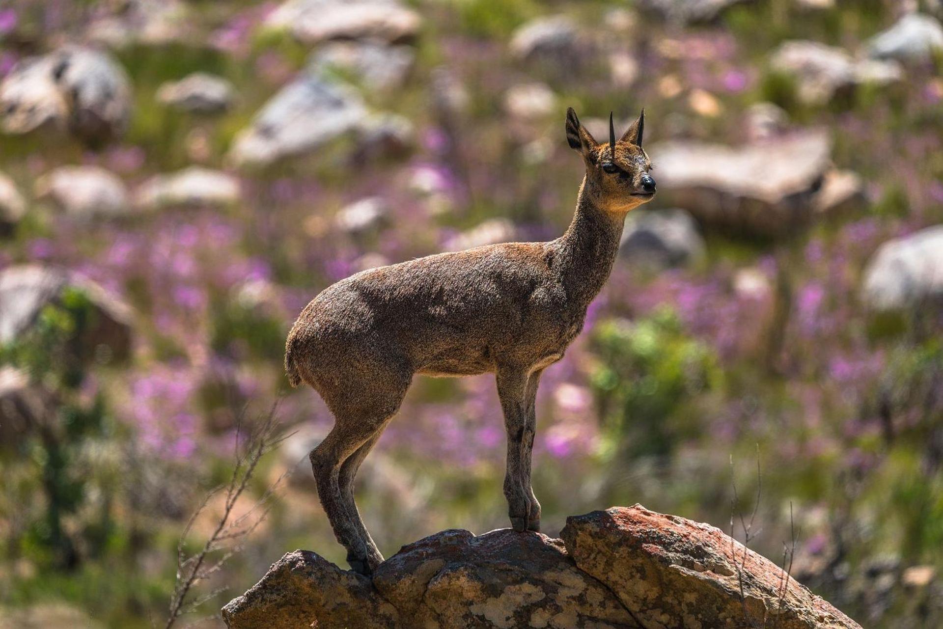 Simbavati Cederberg Ridge Villa Clanwilliam Kültér fotó