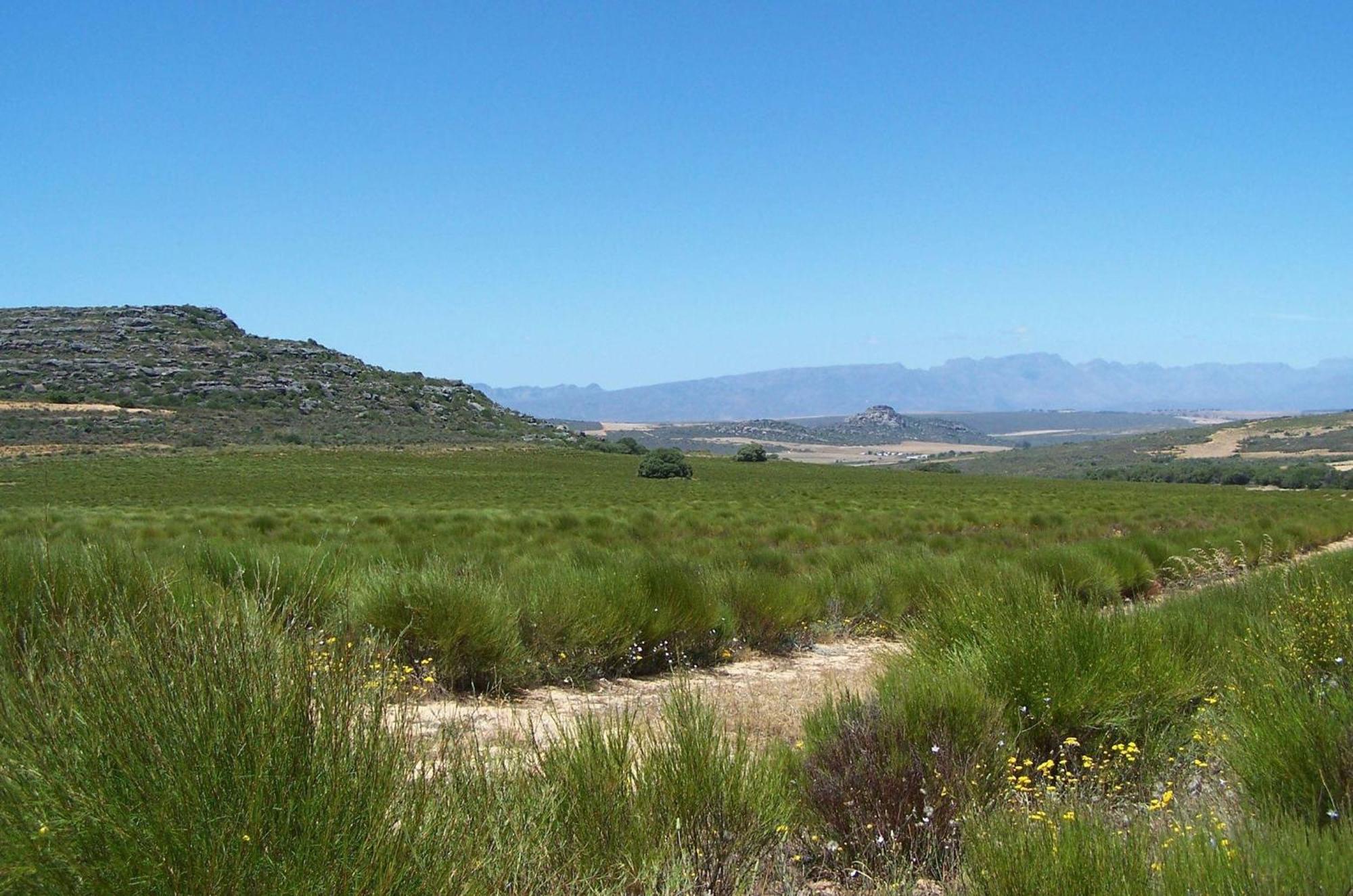 Simbavati Cederberg Ridge Villa Clanwilliam Kültér fotó